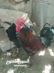  1 ديك وأربع دجاجات بسعر مغري