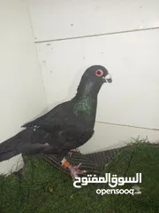  8 حمام كش للبيع كوم