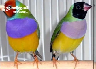  26 كوكتيل وحب وجنة و جولدن فينش وكنار وطفرات الفيشر باربلو وعندليب وكراون بلو ونابليون