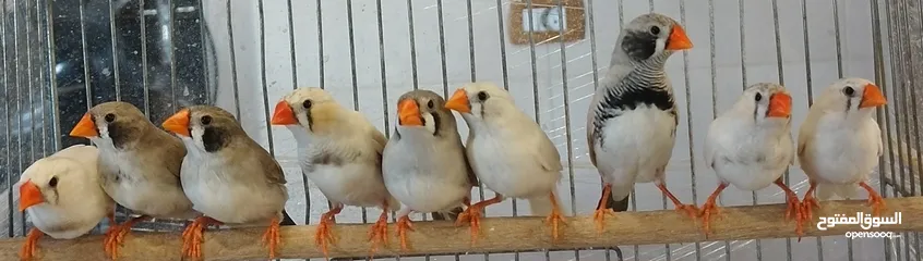 3 عصافير طيور جنة