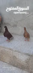  6 حمام للبيع