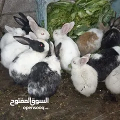  1 أرانب فرنسي للبيع اعمار مختلفة بسعر رخيص