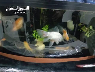  1 بعد الصلاة على النبي تبديل حوض سمك مع السمك مع الاكل عدى السمك 2 كبير 4 وسط 3 اصغر من الوسط 2صغير 1