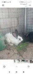  1 ذكر وانثى هجين بابيون