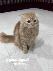  3 قط 7 - 8 شهور