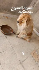 1 كلبه شيواوا