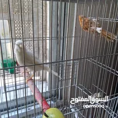  7 ذكور كنار جاهزين عمر سنه ونص وثاني سنه  وروز جاهزين عمر سنه ذكر واثى