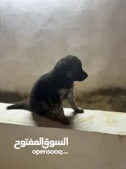  3 جراوي جيرمن شيبرد ورك لاين