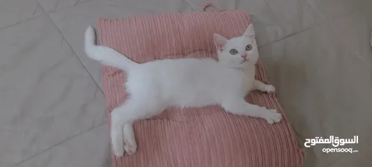  9 قطط لتبني ذكر وانثى عمر شهرين ونص