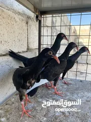  7 جواز ملحيات نخب النخب كلو مكفول وشغال  بالصلاه على النبي وجوز سلافر وفرخ مسود سلافر مقلوب