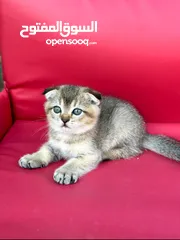  4 Male Golden Scottish Fold  سكوتيش فولد جولدين ذكر