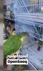  1 للبيع كنيورات اليفه