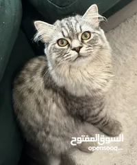 2 Shirazi cat