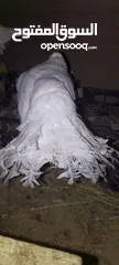  8 حمام  هزاز ابيض
