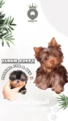  1 male Yorky Beautiful Color( chocolate tan )