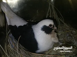  22 4 جواز شغاله  وفحل مكفوله للبيع دون الفراخ 35 دينار كوم