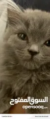 2 بس ذكر مكس شيرازي وا اسكتش فولد