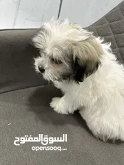  2 Maltese puppy 3 months