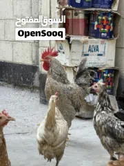  5 دجاج وديوك للبيع