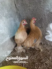  1 طيور مزرعه زرب الصواوين