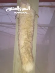  1 ذنبة ثعلب أو سالول