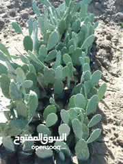  3 مشاتل الرويال