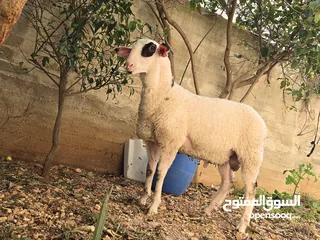  10 خروف نخب النخب