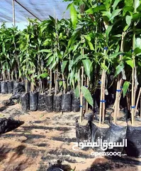  30 مشاتل الاندلس لإنتاج وبيع جميع انواع الاشجار البلديه والمستورده