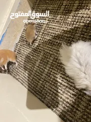  18 hamster هامستر للبيع عدد 7