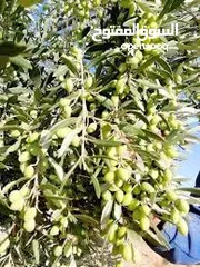  2 مطلوب زيت زيتون