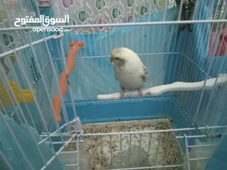  13 طيور الحب نوع البادجي بأحلى الألوان والأصوات