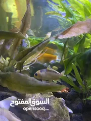  2 حوض سمك مرتب ورايق
