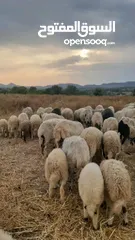  2 أغنام و ماعز واضاحي و عقق