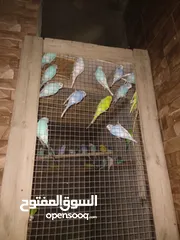  1 عصفور طير الحب الجوز