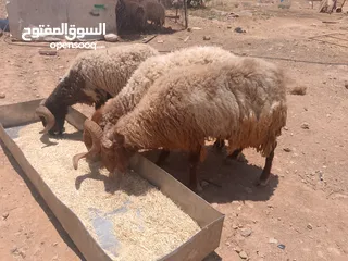  7 نفس الصور بالضبط أضاحي وعقيقه كبش صحراوي  اوزان من 19 ل30 لحم احجز ضحيتك ذبح أو دون ذبح السعر100ل150