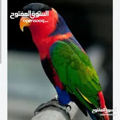  1 مطلووووووووب ببغاء لوري رينبو للشراء الفوري الليف ومتكلم