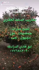  5 المفرق غابة زيتون ما شاء الله 30الف شجرة