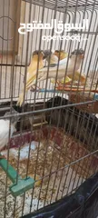  5 عصافير مقنبرات