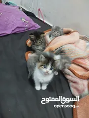  10 قطط كاليكو مكس شيرازي عمر شهرين