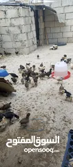  6 صوص جاج بلدي