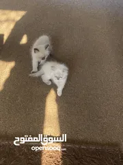  10 قطط سيامي للبيع