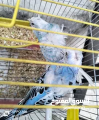  2 جوز طيور إنجليزي مفتل مع قفص بسعر مغري