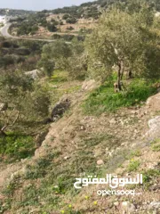  21 القبة الذهبية  اراضي بلعا دير الغصون