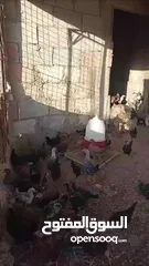  3 فرخات  بلدي وفيومي أقرأ الوصف