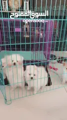  28 جراء بوميريان اصغر حجم تيكب