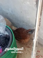  8 فراخ دجاج عدد 13 للبيع