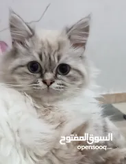  4 قطة شانشيلا أنثى عمرها ما بين 6_7 شهور غير ملقحه وبدون نسب او شهادة تحب اللعب وفي صحة جيدة