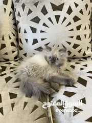  4 هملايا وايت عمر 4 اشهر مع جميع اغراضها