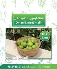 5 شتلات وأشجار الليمون لیموں من مشتل الأرياف  أسعار منافسة  الأفضل في السوق