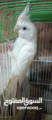  1 جوز كوكتيل البينو وايت فيس